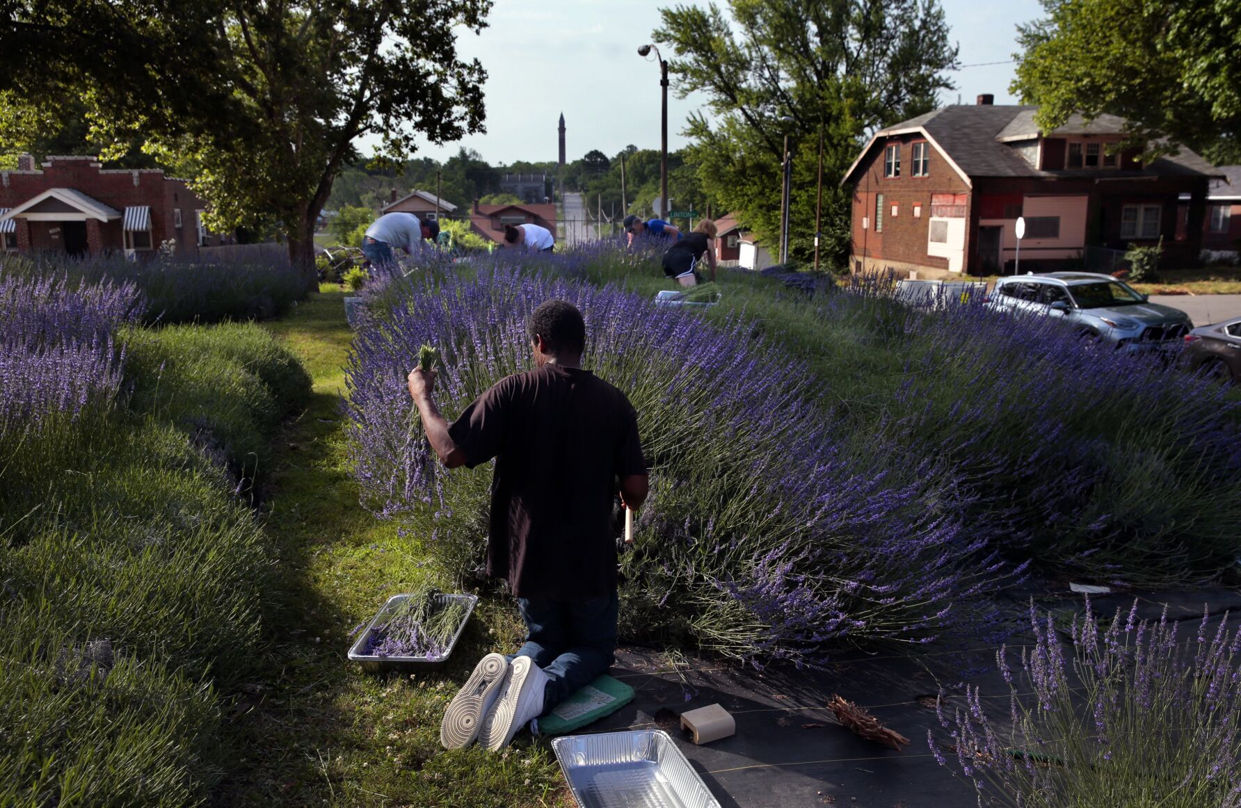 Scent of lavender harvest breathes life into College Hill